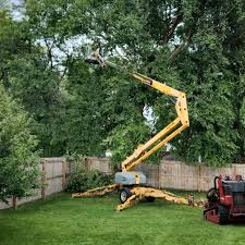 Best Root Management and Removal  in Chillum, MD