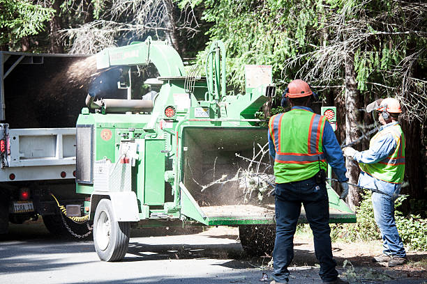 Best Tree Trimming and Pruning  in Chillum, MD