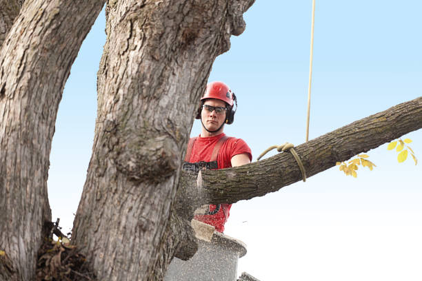 Reliable Chillum, MD Tree Care Solutions