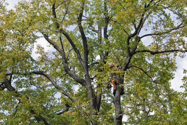 Best Emergency Tree Removal  in Chillum, MD